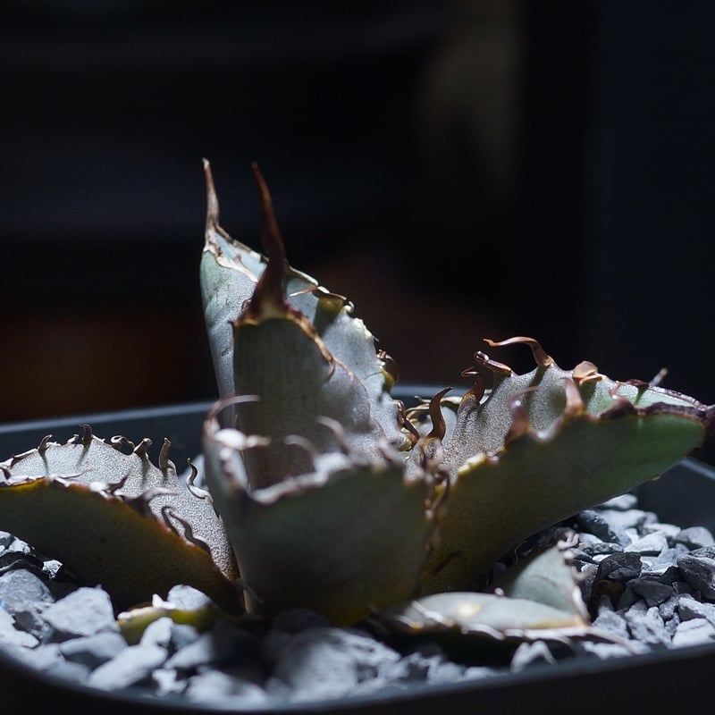 アガベ チタノタ 猟豹/ Dragon Agave産 ct-01 | アガベ専門店 モンスタ