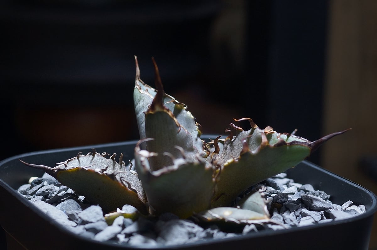 agave titanota cheater 猟豹 agave titanota cheater 猟豹 agave titanota cheater 猟豹