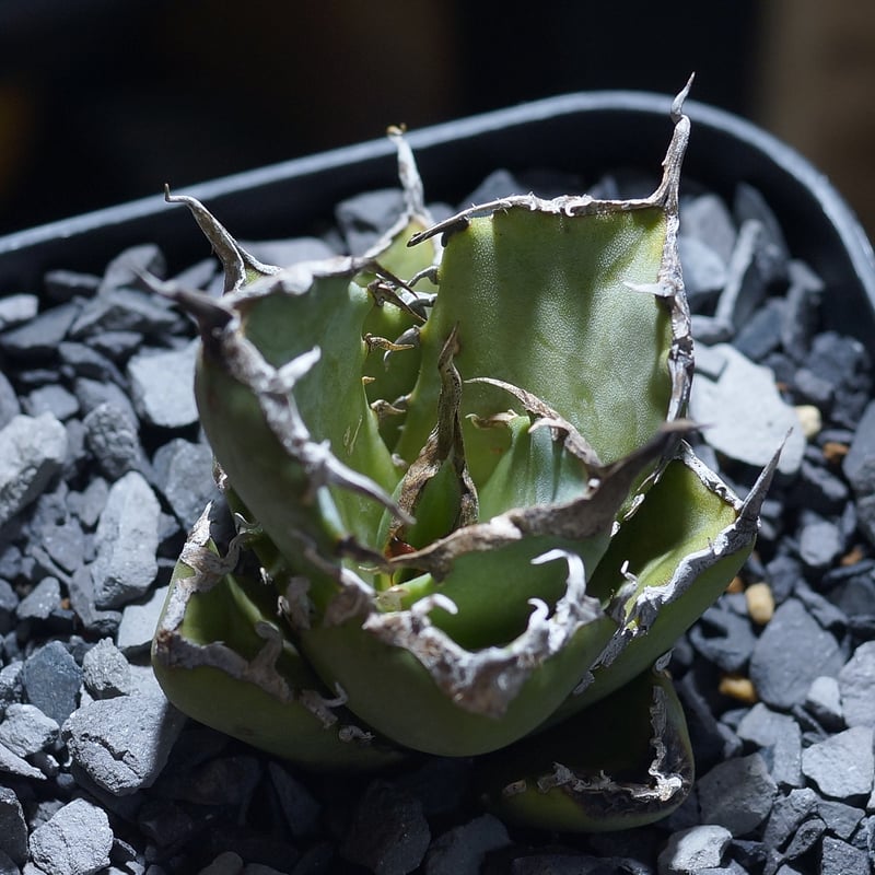 アガベ 黒犀牛 アガベ・チタノタ 黒犀牛（芽）-037｜agave titanota black