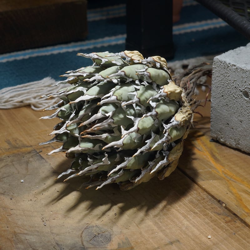 アガベ ユタエンシス エボリスピナ / ES-20 | アガベ専門店 モンスター