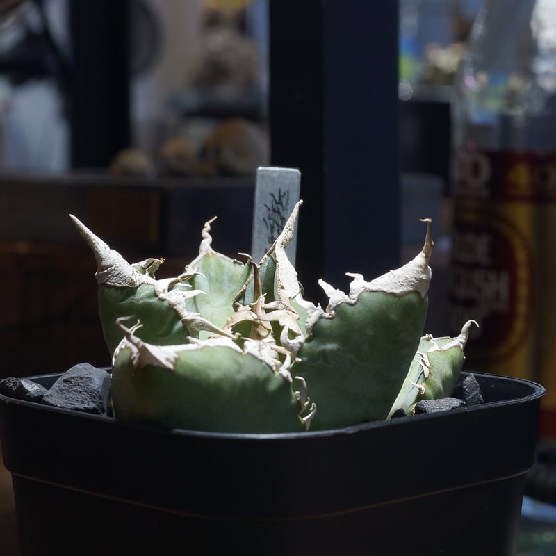 アガベ チタノタ 悪魔くん ak-02 | アガベ専門店 モンスターハウス