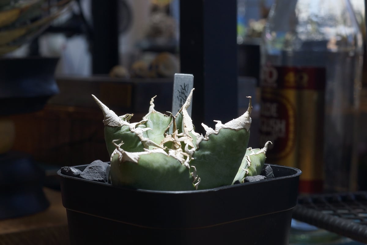 アガベ チタノタ 悪魔くん ak-02 | アガベ専門店 モンスターハウス