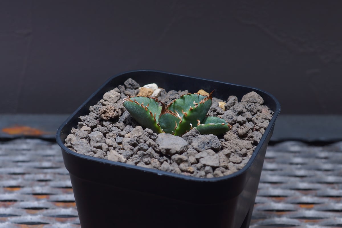 アガベ チタノタ ホワイトファイヤー/白火焔 WF-04 | アガベ専門店