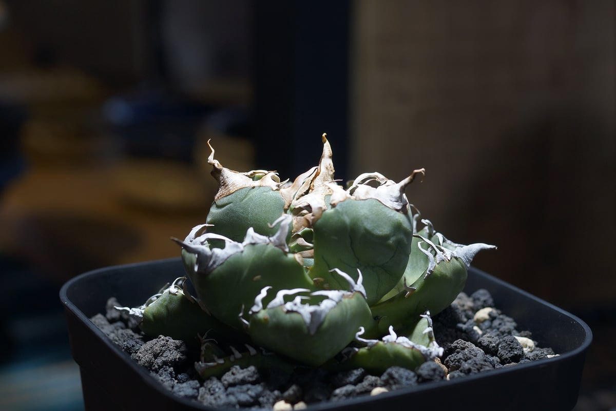 アガベ チタノタ 魔丸 / MG-08 | アガベ専門店 モンスターハウス