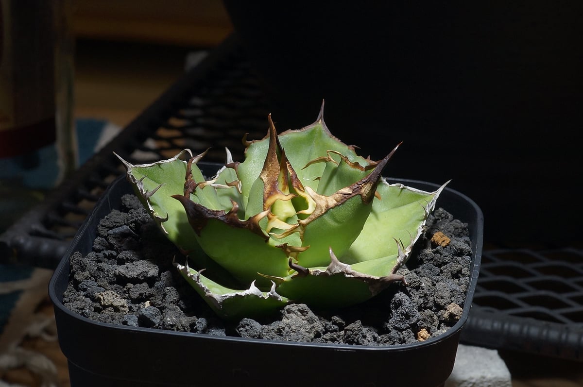 アガベ　チタノタ　白犀牛 アガベ チタノタ 白犀牛/ wr-07 | アガベ専門店 モンスターハウス