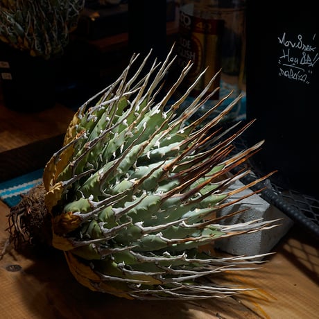 CATEGORY 新商品 | アガベ専門店 モンスターハウス