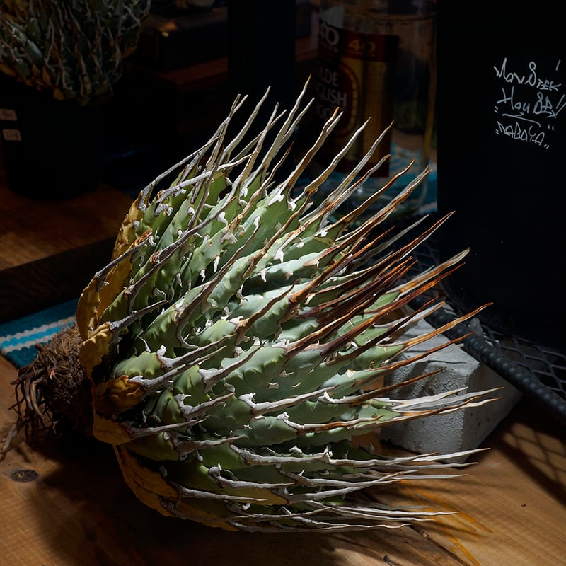 アガベ ユタエンシス エボリスピナ / ES-17 | アガベ専門店 モンスター