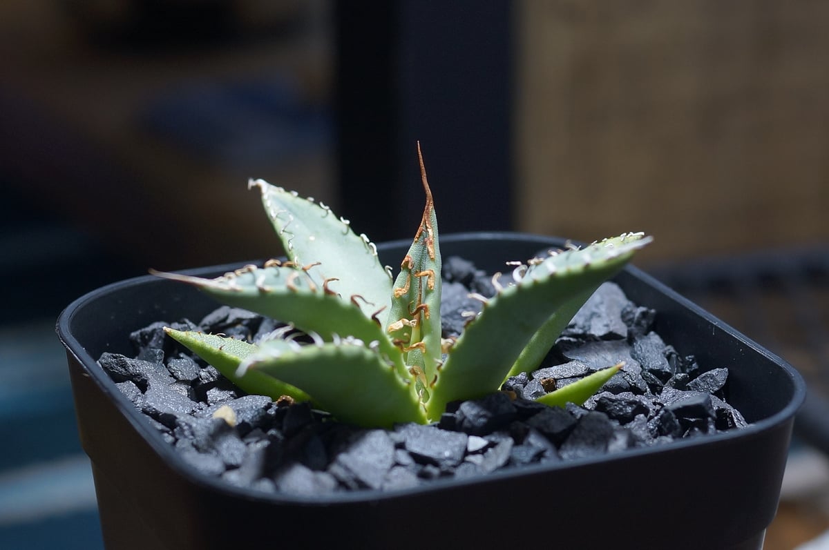 アガベ ハイブリッド 妖炎×姫厳竜/ Y×H-14 | アガベ専門店 モンスター