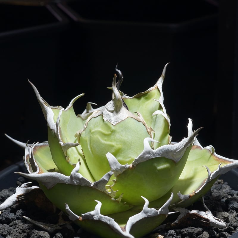 アガベ チタノタ ハデス / Dragon Agave産 黒帝斯 HD-09 | アガベ専門店