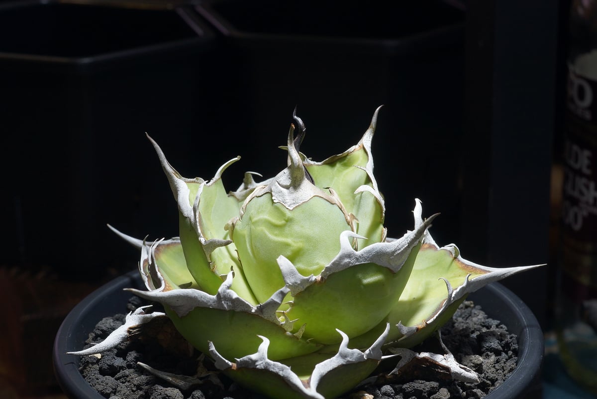 アガベ チタノタ ハデス / Dragon Agave産 黒帝斯 HD-09 | アガベ専門店