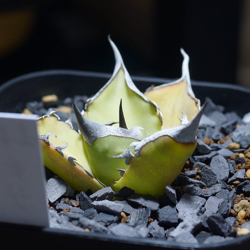 アガベ チタノタ キングアーサー/ 毒刺産 ka-01 | アガベ専門店