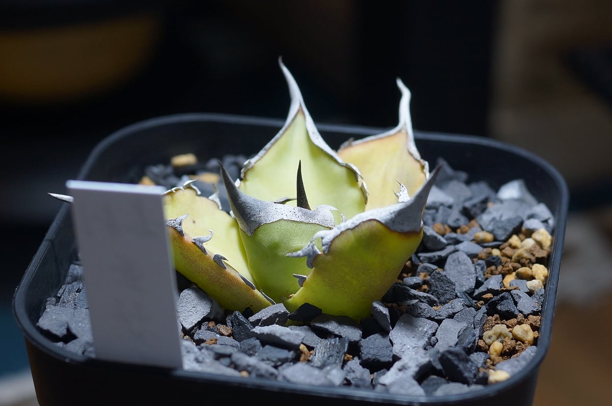 アガベ チタノタ キングアーサー/ 毒刺産 ka-01 | アガベ専門店