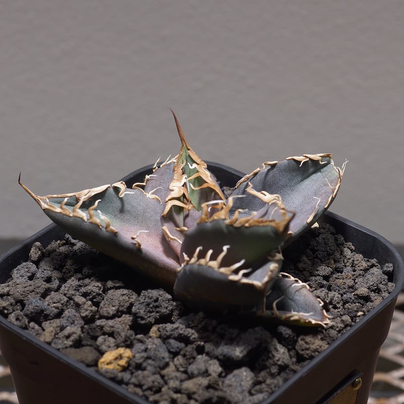 みゃーみゃーみゃー　 アガベ　パライシ　子株 みゃーみゃーみゃー様専用 アガベ パライシ 子株 - メルカリ