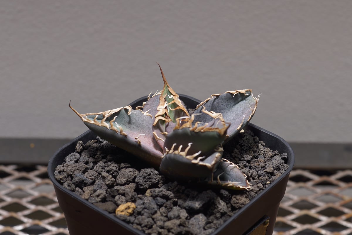 アガベ チタノタ シャークソウイ 子株 SS-06 | アガベ専門店