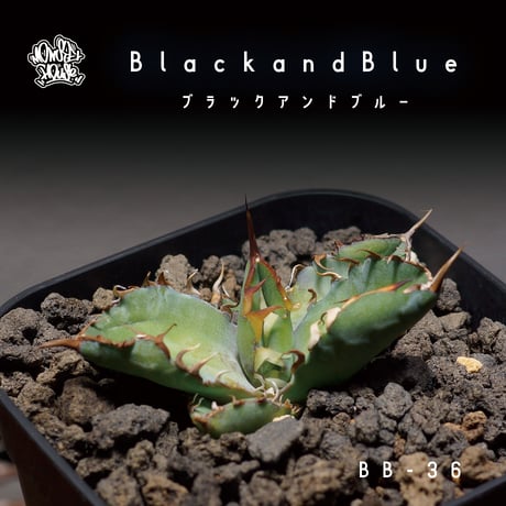 CATEGORY チタノタブラック&ブルー | アガベ専門店 モンスターハウス