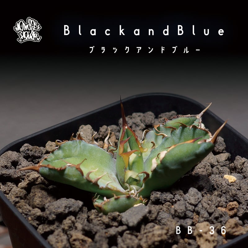 アガベ チタノタ ブラックアンドブルー/bb-36 | アガベ専門店 アガベ チタノタ ブラックアンドブルー/bb-36 | アガベ専門店