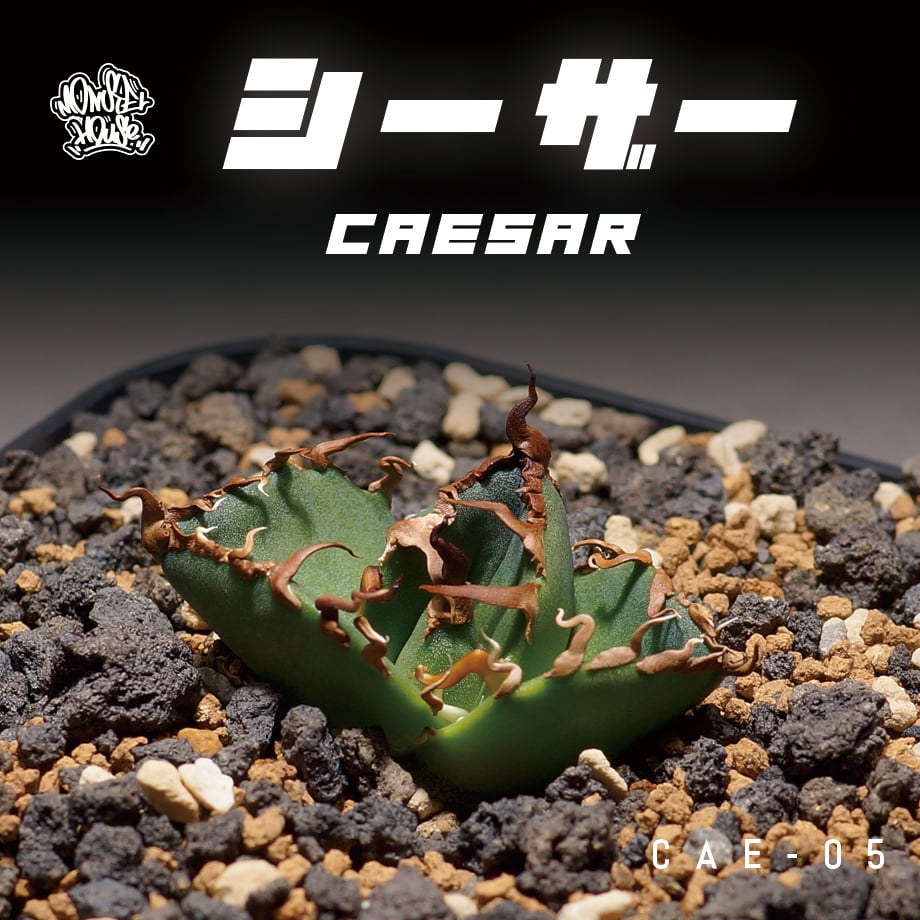 アガベ チタノタ シーザー 凱撒/cae-05 | アガベ専門店 モンスターハウス