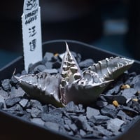 アガベ チタノタ スナグルトゥース 暴牙 /ST-03 | アガベ専門店