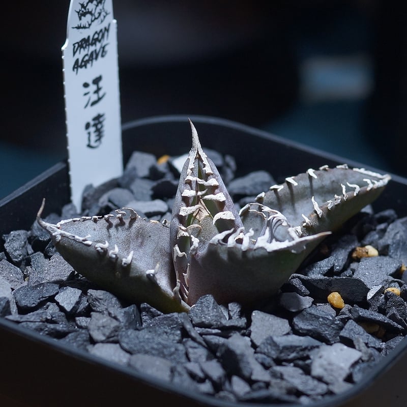 アガベ チタノタ 汪達/ Dragon Agave産 wd-01 | アガベ専門店 モンスタ