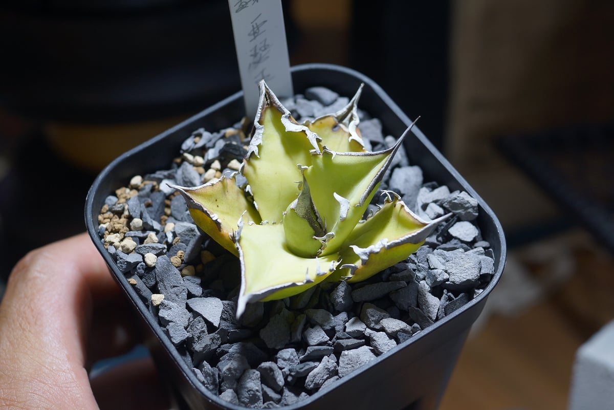 fit=scale-down,w=1200