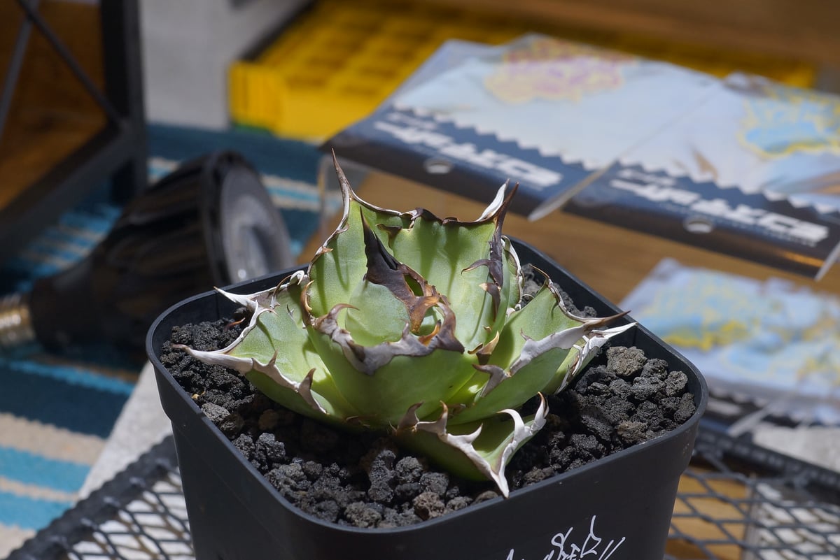 アガベ チタノタ ハデス / 黒帝斯 HD-05 | アガベ専門店 モンスターハウス