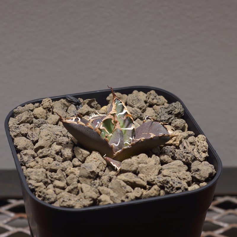 アガベ　シーザー　NO,4 アガベ チタノタ シーザー 凱撒/cae-04 | アガベ専門店 モンスターハウス