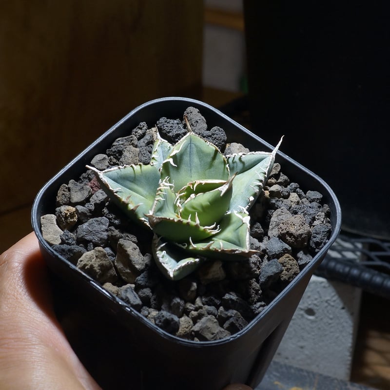 アガベ チタノタ 南アフリカダイヤモンド / SAD-10 | アガベ専門店