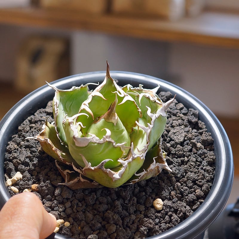 チタノタ白鯨 Amazon｜アガベ チタノタ 白鯨/Agave titanota 'White Whale