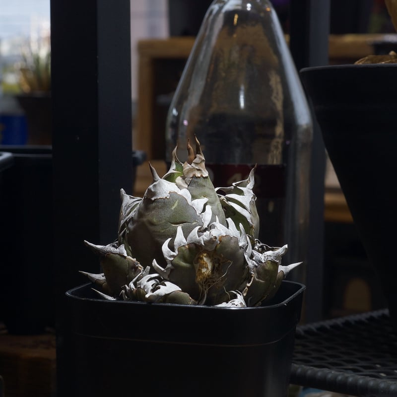 アガベ チタノタ レッドキャットウィーズル / 赤猫 RC-19 | アガベ専門