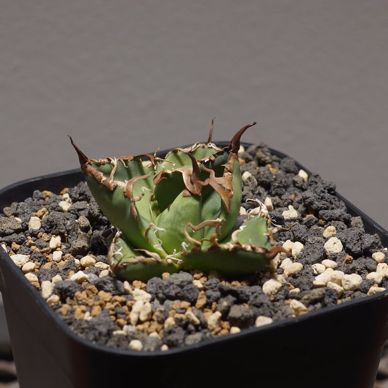 け*ん様 アガベ チタノタ シーザー　親株　Caesar 凱撤　低重心　わしゃわ アガベ・チタノタ シーザー（凱撒）中-019｜agave titanota