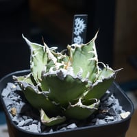 【第4種速達】アガベ　ブラックアンドブルー BB 子株付き 第4種速達】アガベ ブラックアンドブルー BB 子株付き 第4種速達