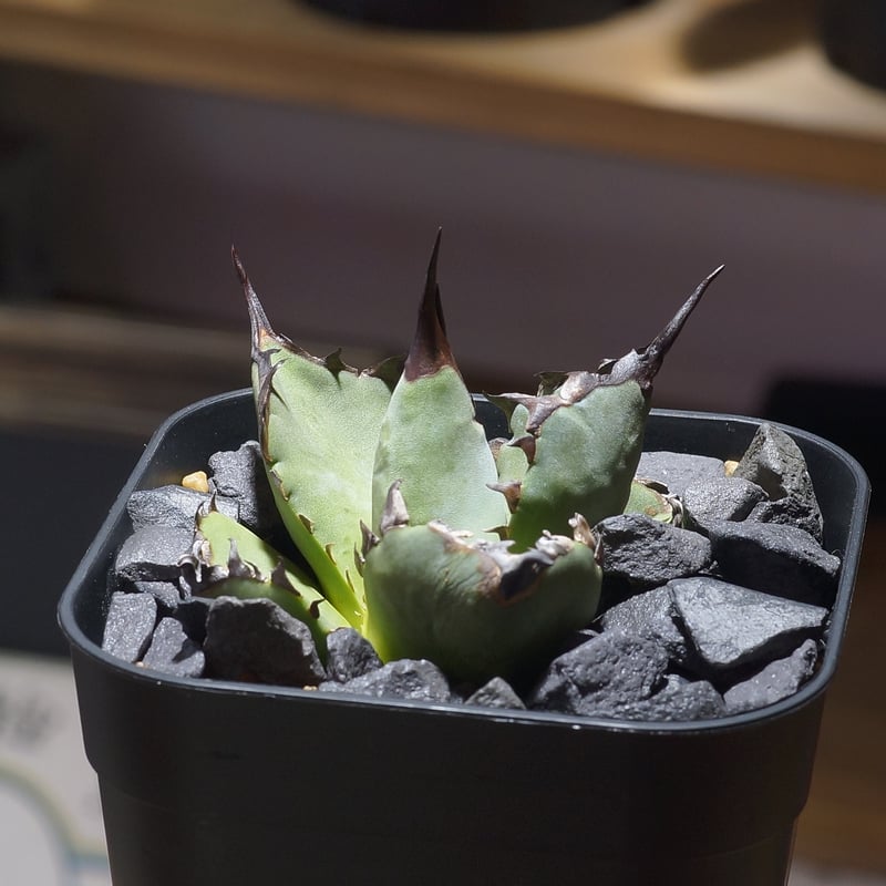 アガベ チタノタ ブルー実生/ Dragon Agave産 bs-04 | アガベ専門店 モ