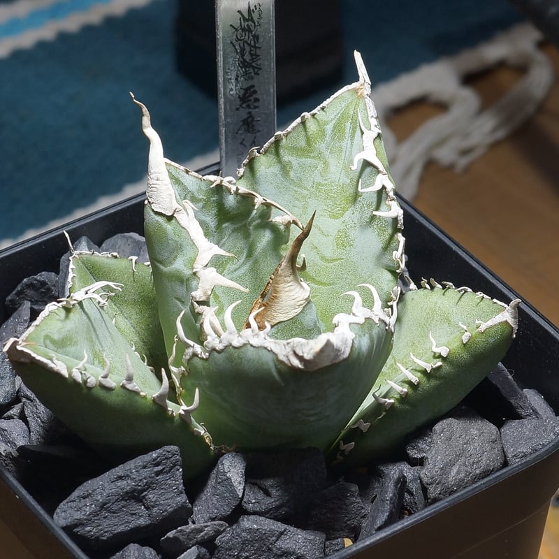 アガベ　チタノタ　悪魔くん　（1） アガベ チタノタ 悪魔くん ak-01 | アガベ専門店 モンスターハウス