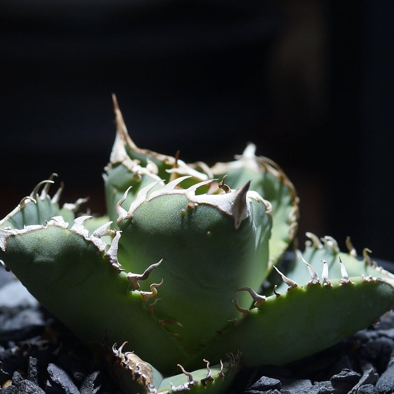 アガベ　チタノタ　国産 アガベ チタノタ Dennis 018/ Dragon Agave産 D018-01 | ア