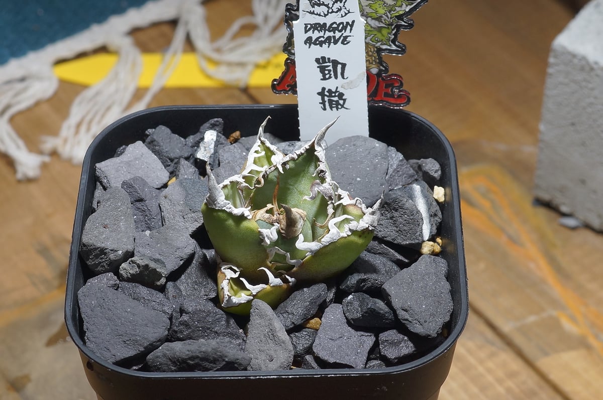 アガベ チタノタ シーザー 凱撒/ Dragon Agave産 cae-18 | アガベ専門店