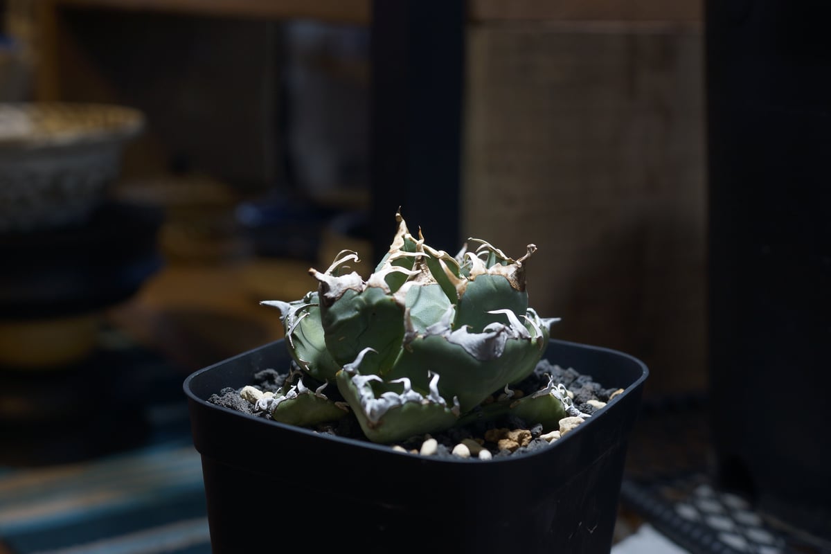 アガベ チタノタ 魔丸 / MG-09 | アガベ専門店 モンスターハウス