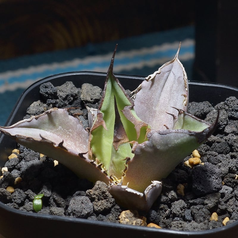 アガベ チタノタ Dennis 040 キングアーサー/ Dragon Agave産 D04