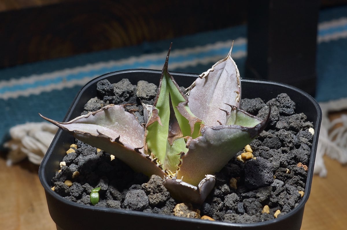 アガベ チタノタ Dennis 040 キングアーサー/ Dragon Agave産 D04