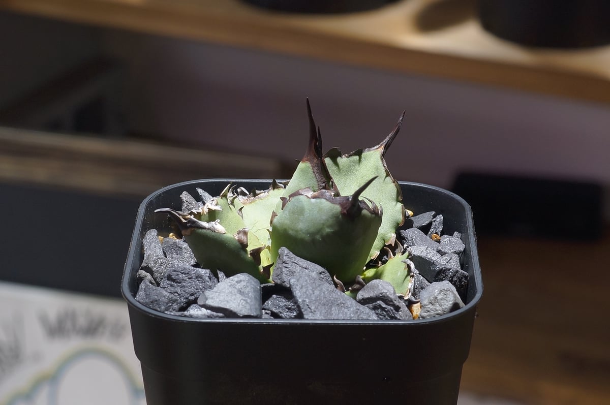 アガベ チタノタ ブルー実生/ Dragon Agave産 bs-04 | アガベ専門店 モ