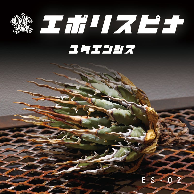 2月入荷 200粒 アガベ ユタエンシス エボリスピナ ベガス 種子 種 証明書 2月入荷 200粒 アガベ ユタエンシス エボリスピナ ベガス 種子