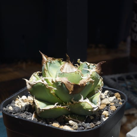 アイテム | アガベ専門店 モンスターハウス