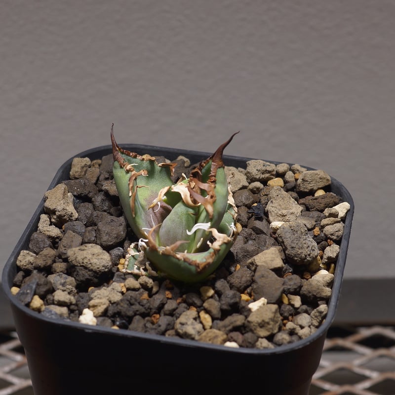 アガベ　チタノタ　シーザー凱撒 アガベ チタノタ シーザー 凱撒/cae-03 | アガベ専門店 モンスターハウス