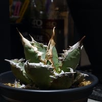 アガベ チタノタ フィリグリー /fg-06 | アガベ専門店 モンスターハウス