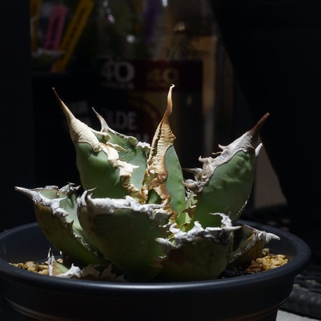 チタノタ | STORES