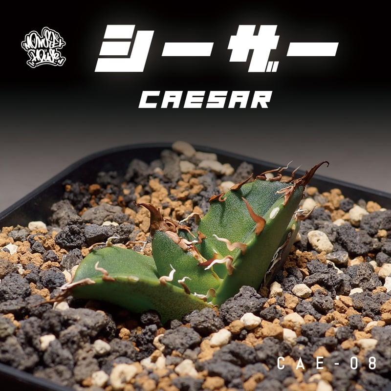 アガベ チタノタ シーザー 凱撒/cae-08 | アガベ専門店 モンスターハウス