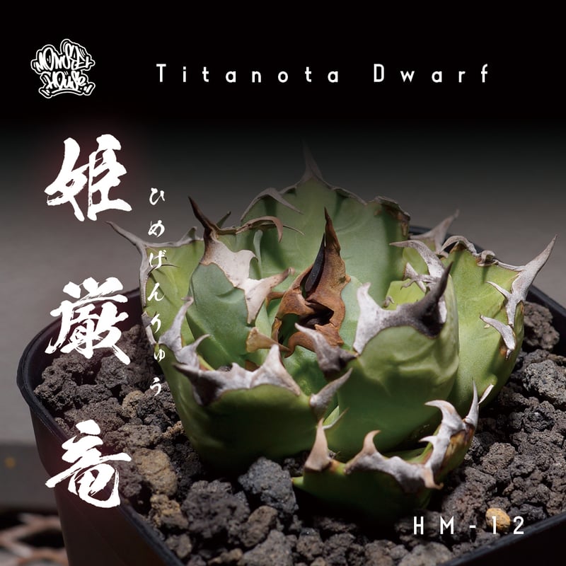 アガベ 黒鉢付き 台湾姫厳竜 台湾XZL産 アガベ チタノタ 姫厳龍 Agave Titanota 