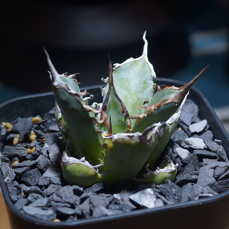 アガベ 黒犀牛 鉢付き 強棘 美株 多肉植物 アガベ チタノタ 黒犀牛 強棘子株 未発根 狂刺夕映3株 【子株