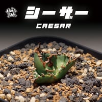 アガベ チタノタ ブラックアンドブルー/胴切り天部分 bb-21