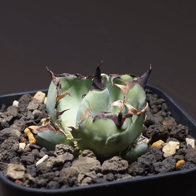 アガベ チタノタ ブラックアンドブルー/bb-26 | アガベ専門店