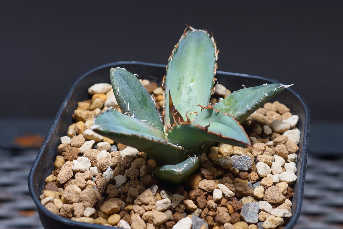 アガベ オテロイ FO-76/F-15 | アガベ専門店 モンスターハウス